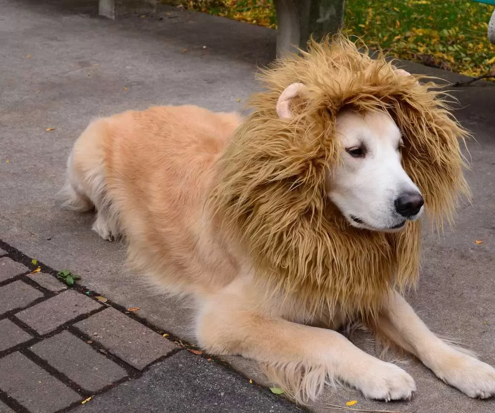 Собака лев