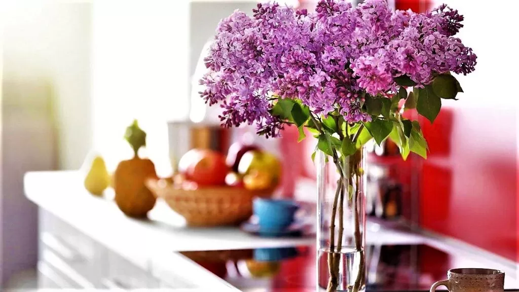 Лучшие растения и цветы для дома и кухни