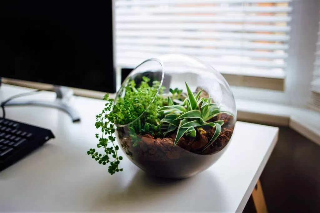 Растения для дома и офиса