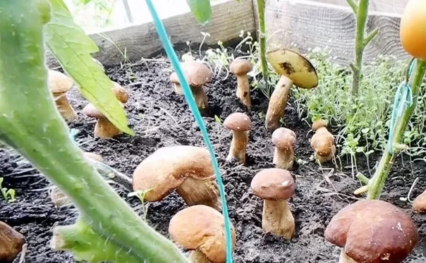 На огороде выросли грибы
