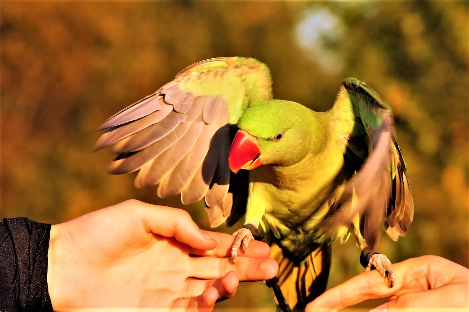 Как приучить попугая садиться на руку
