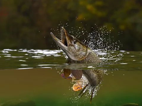 Northern pike fish jumping in river halfwater view 3d realitstic render