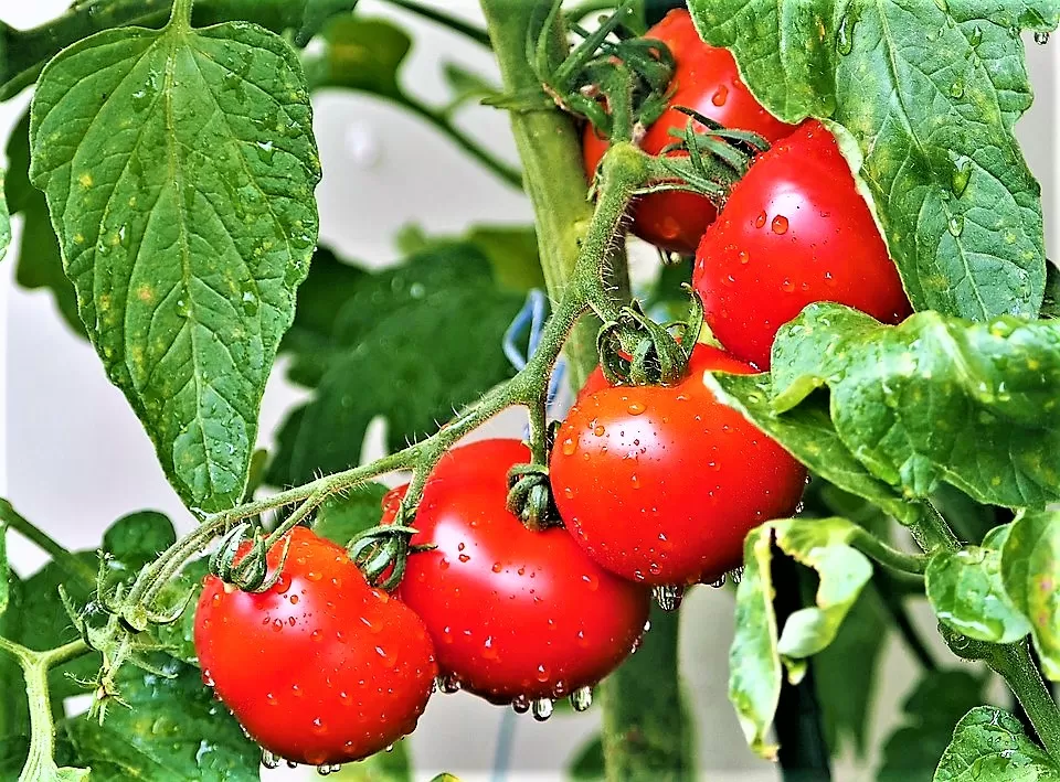 Fitoftoroz tomatov