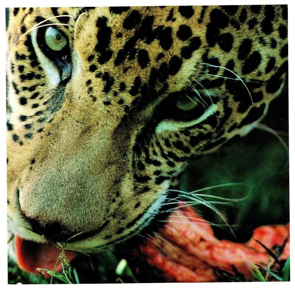 Jaguar koshka