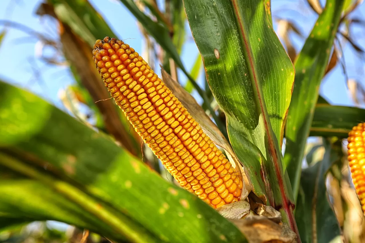Диета при аллергии на кукурузу
