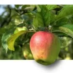 Яблоневый цветоед: Методы борьбы с вредителем