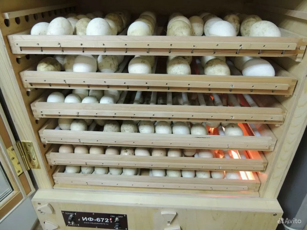 Inkubator fermerskij