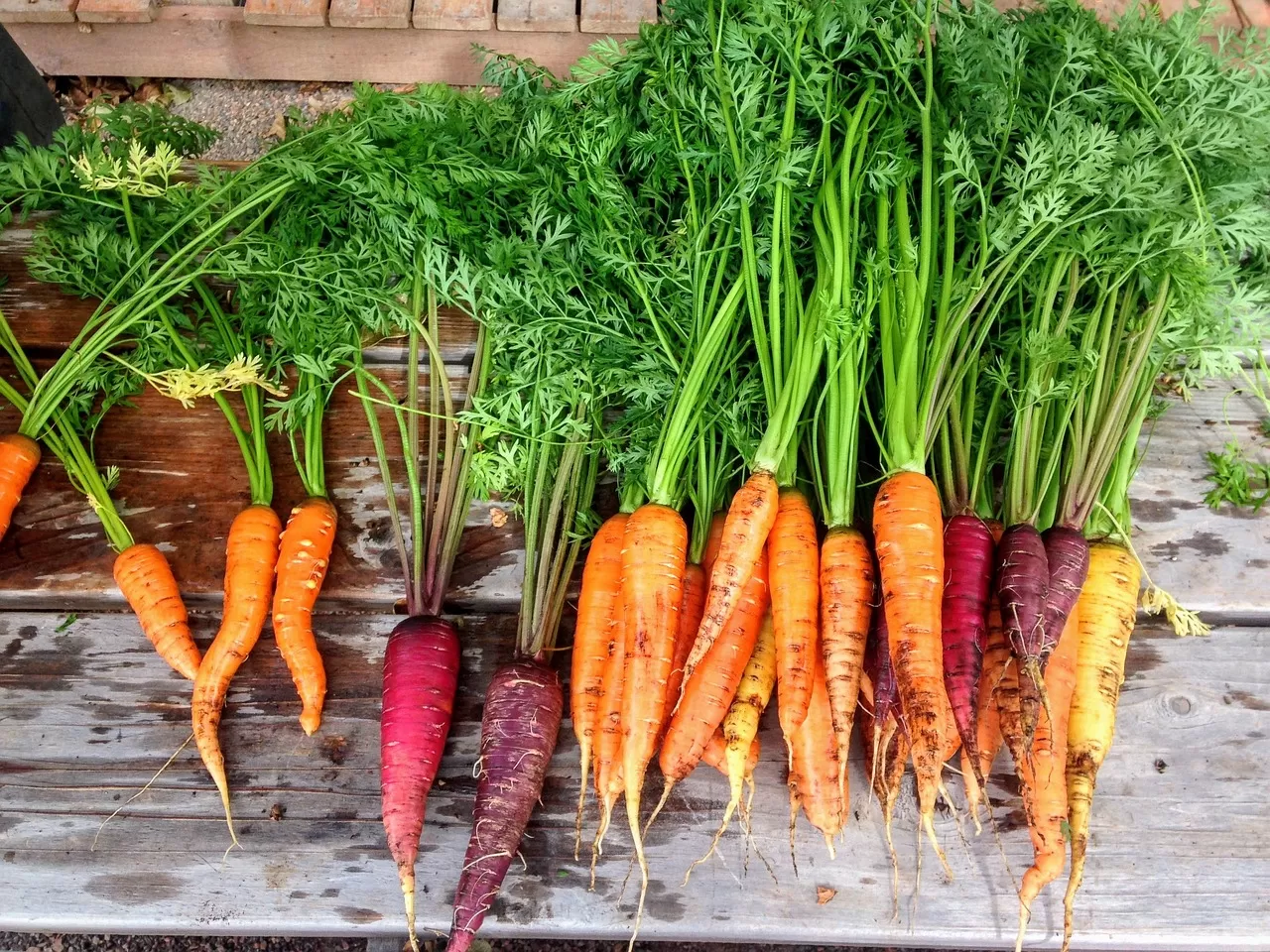 Правильное хранение моркови дома